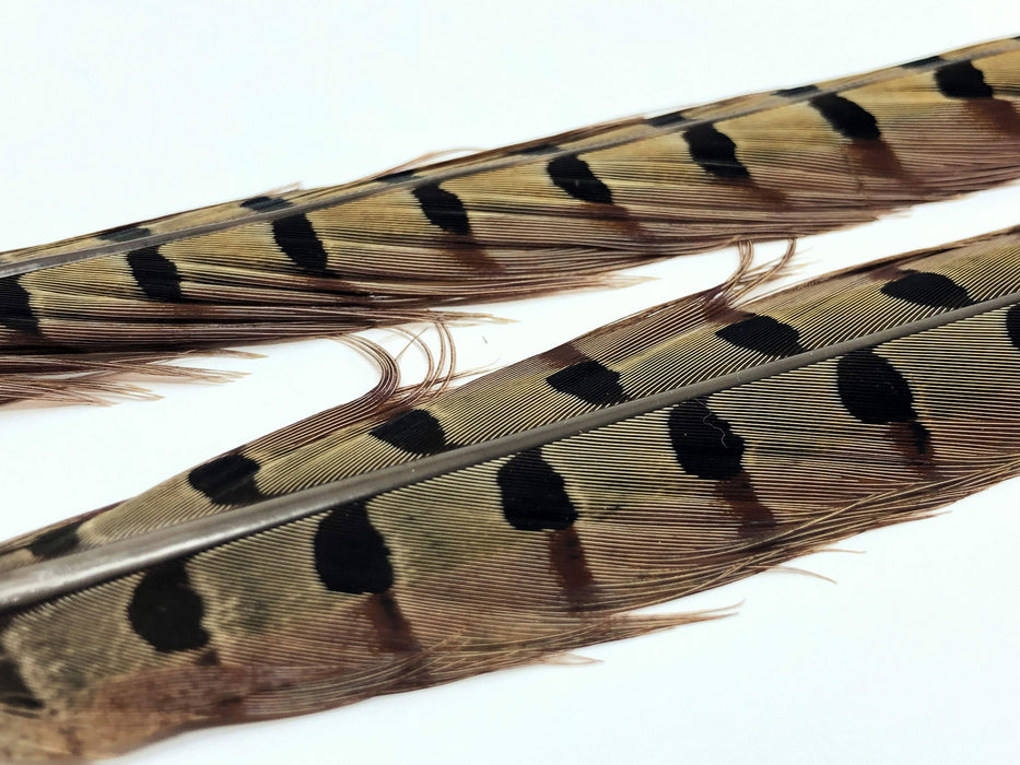 Ringneck Pheasant Tail Feathers — DRAGONtail Tenkara